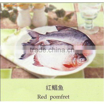 Best quality frozen fish and sea food for sale