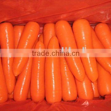 2011 High quality fresh carrot