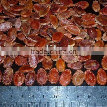 Big size red watermelon seeds for worldwide importers