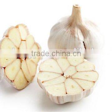 garlic