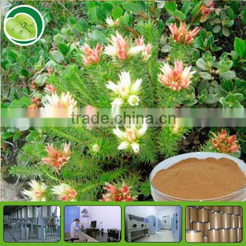 Anti-aging rhodiola rosea root extract