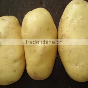 Chinese Factory Of Fresh Potato