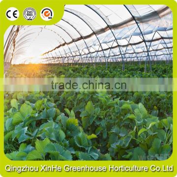 Best Selling Cheapest Single-Span Commerical Greenhouse