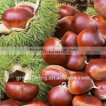 2011 fresh half-dried chestnut