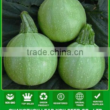 MSQ072 Yuan round shape light green f1 hybrid squash seeds company