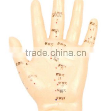 Acupuncture Hand Model-13cm/Human acupuncture model/Hand model/Acupuncture device/
