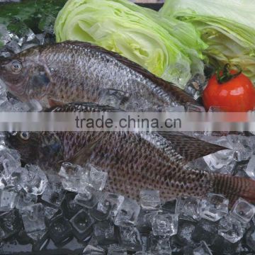 Frozen Fish Tilapia Gutted and Scaled,IQF,90%NW,10%Glazing