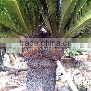 fossil palm trees cycas revoluta