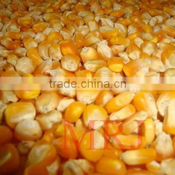 Indian Yellow Corn with high nutrition and aroma for anima feed