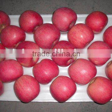 red Qinguan apple