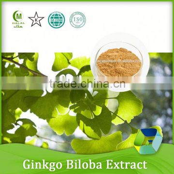 100% pure and natural leaf ginkgo biloba extract powder