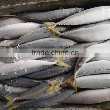 Frozen Fresh Pacific mackerel Seafood Whole