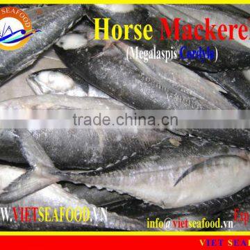 FROZEN W/R HORSE MACKEREL