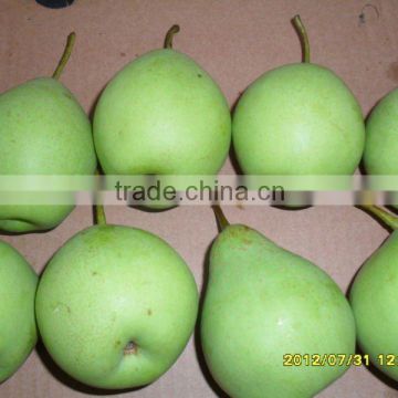fresh green pear 18kg pack