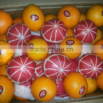 1600 cartons per container of Egyptian Oranges