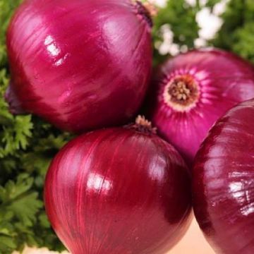 Wholesale New Work Red Onion Fresh Onion Price Best Price