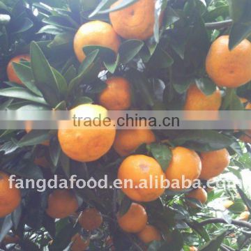 navel orange from china
