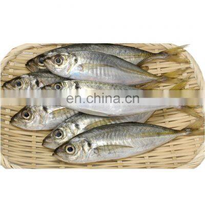 china round scad frozen round scad small eye horse mackerel fish