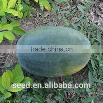 SX No.8 tropical seedless triploid watermelon seed