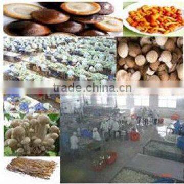 mushroom processing line