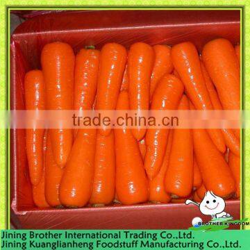 carrot in 10kg carton