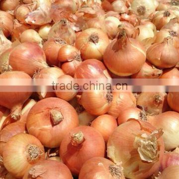 fresh red onions for sale,onions fresh 20kg 2016
