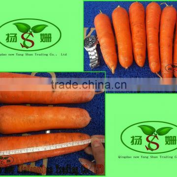 [HOT] chinese fresh carrot/china fresh carrot/2014 fresh carrot