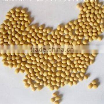 gmo soybean