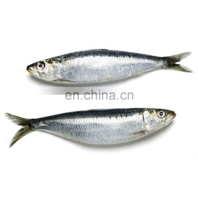 chinese factory sardine price frozen sardine fish for bait and canning sardinella aurita
