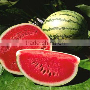 Fresh Watermelon, Fresh Sweet Melons