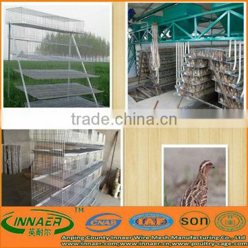 Supply Automatic Feeding Quail Cage in High Quality(ISO9001)