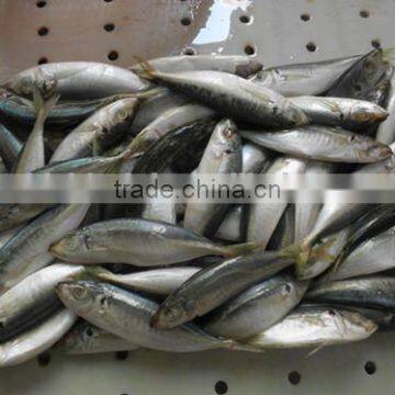 China made frozen horse mackerel