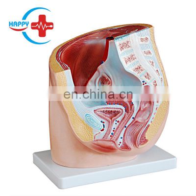 HC-S270 Medical science model of female pelvis model genital organ anatomical teaching model