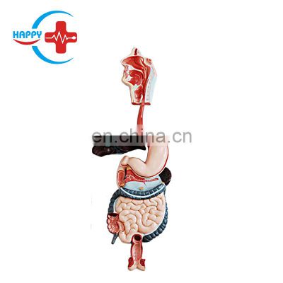 HC-S251 Human Digestive Organs Anatomy Model/Digestive System Model for Medical Teaching