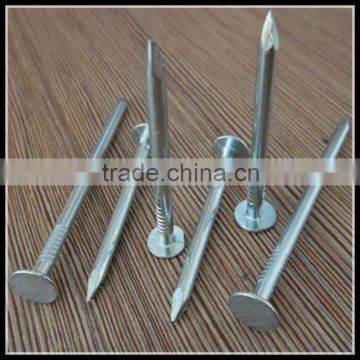Polished Nail Screw (Factory)