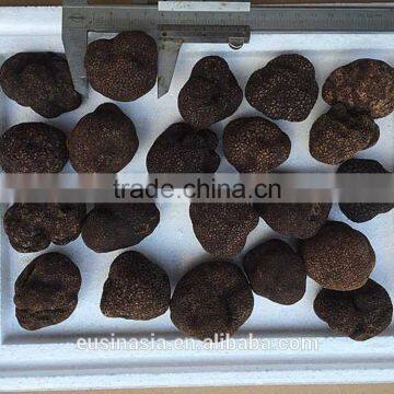 5-8cm fresh truffle