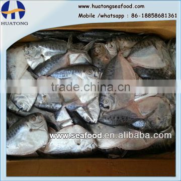 frozen moonfish 200-300g/pc whole round Mene Maculata