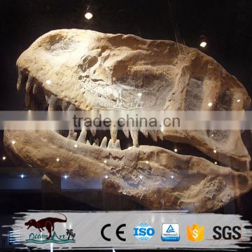 Scientific exhibition life size dinosaur skull