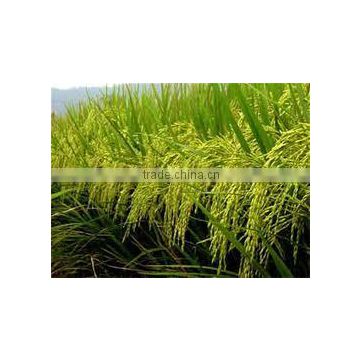 Color white Long Grain Rice 5% -100% broken Grade A HOT SALES