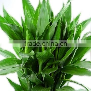 Excellent quality Lucky Bamboo natural plants lucky Dracaena sanderiana