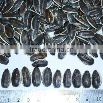 new crop good quality Sunflower seeds 20/64,22/64,24/64