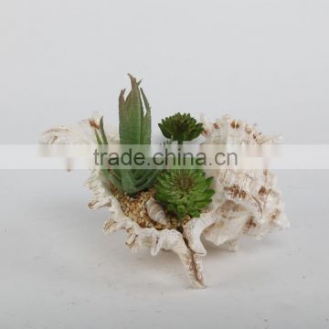 Indoor mini potted succulent in conch