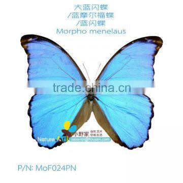 FOUSEN Nature& Art Morpho menelaus real dried butterfly and moth 100 pure natural