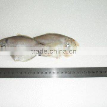 Frozen butterfish in fresh seafood (POMPANO) 100-120g/pcs B