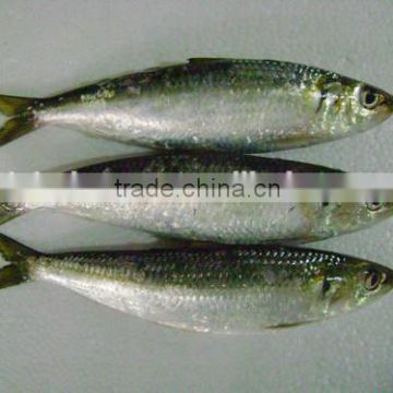 Chinese frozen sardine for bait 110 pcs