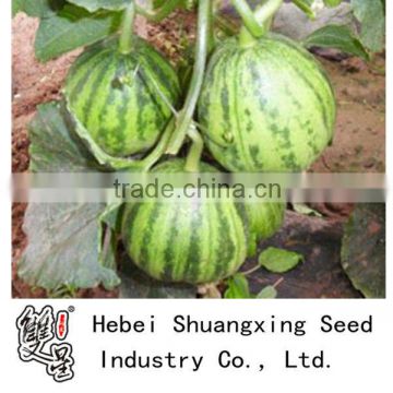 planting sweet melon hybrid seed f1