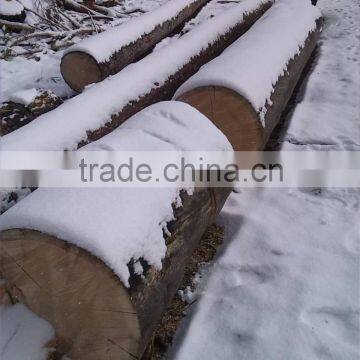 Pine or Birch wood logs in Russia