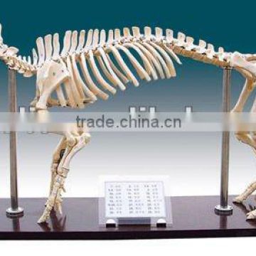 real animal skeleton specimen for medical science teaching training