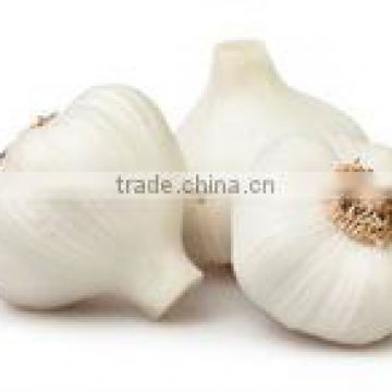 fresh white Garlic