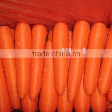 High quality fresh carrot (with pictures)